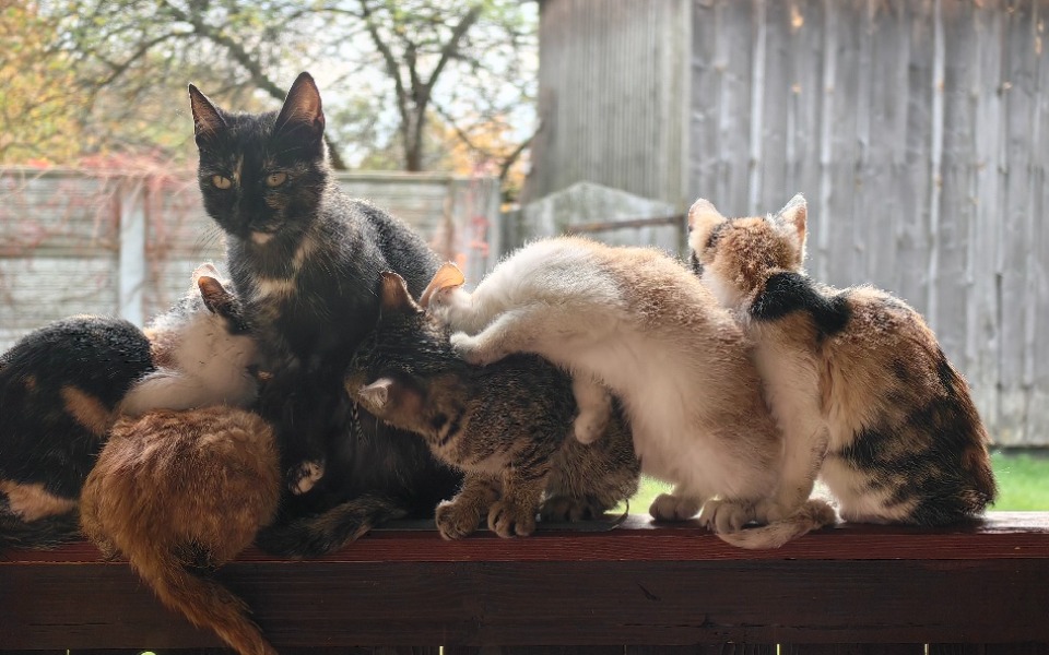 Grupa kotów bawiących się na drewnianym płocie.