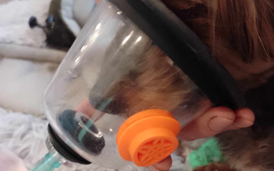 
        Zbiórka Smerf, walcz. - zdjęcie główne
    