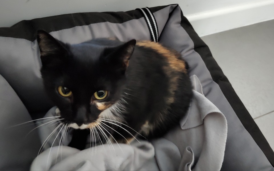 
        Zbiórka Zosia-bezdomna, potrącona kotka - zdjęcie główne
    