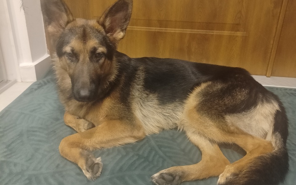 
        Zbiórka Zbiórka na operację serca Belli - zdjęcie główne
    