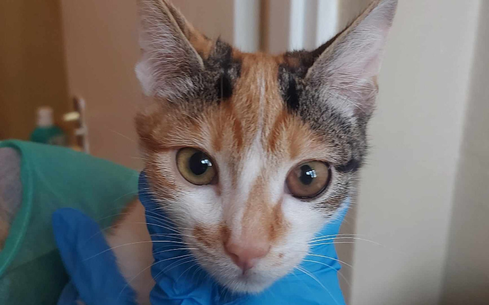 Zbiórka Ostatnia szansa na życie Krewety - zdjęcie główne