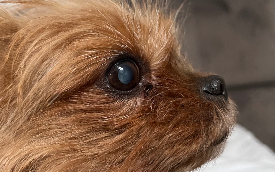 
        Zbiórka Pomóż mi odzyskać psi wzrok - zdjęcie główne
    