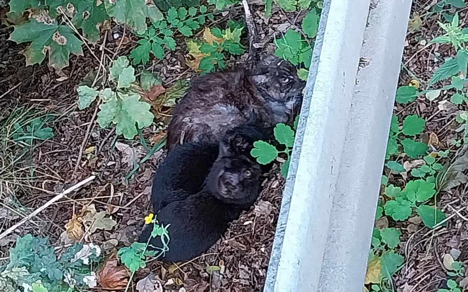 
        Zbiórka Pomoc dla kotków z rowu. - zdjęcie główne
    