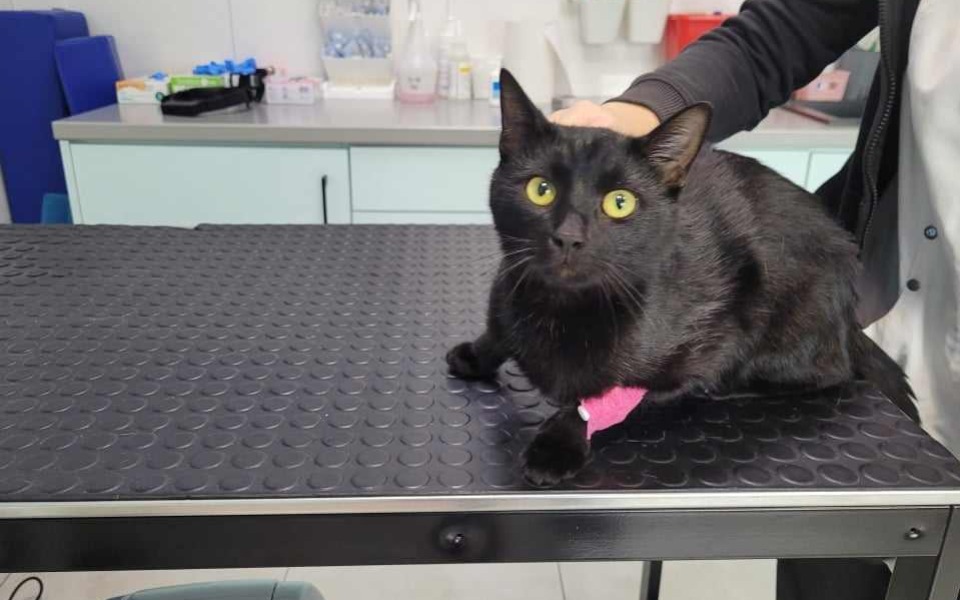 
        Zbiórka Pielgrzymki do weta - zdjęcie główne
    