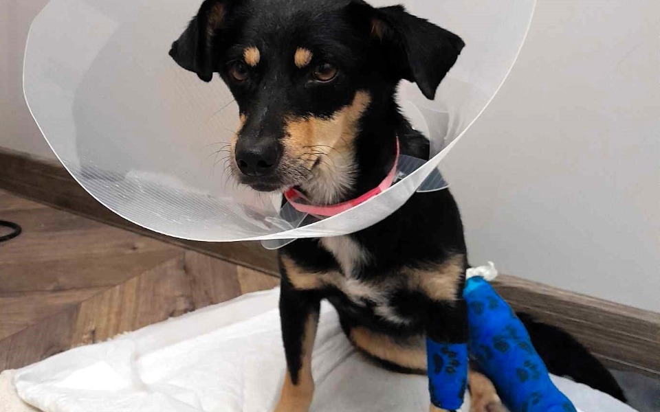 
        Zbiórka Pomoc w leczeniu Kluski - zdjęcie główne
    