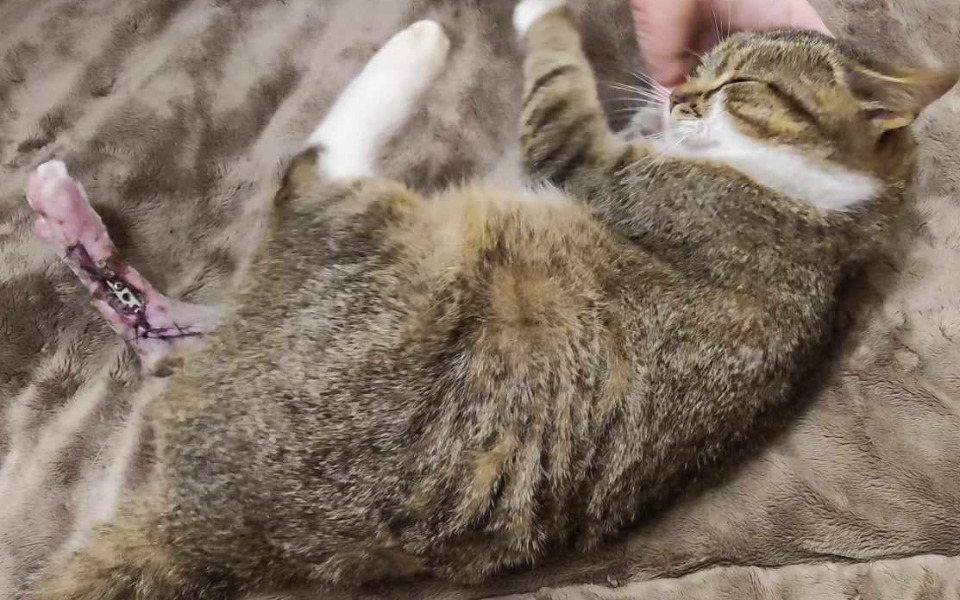 
        Zbiórka Operacja ratująca łapę - zdjęcie główne
    