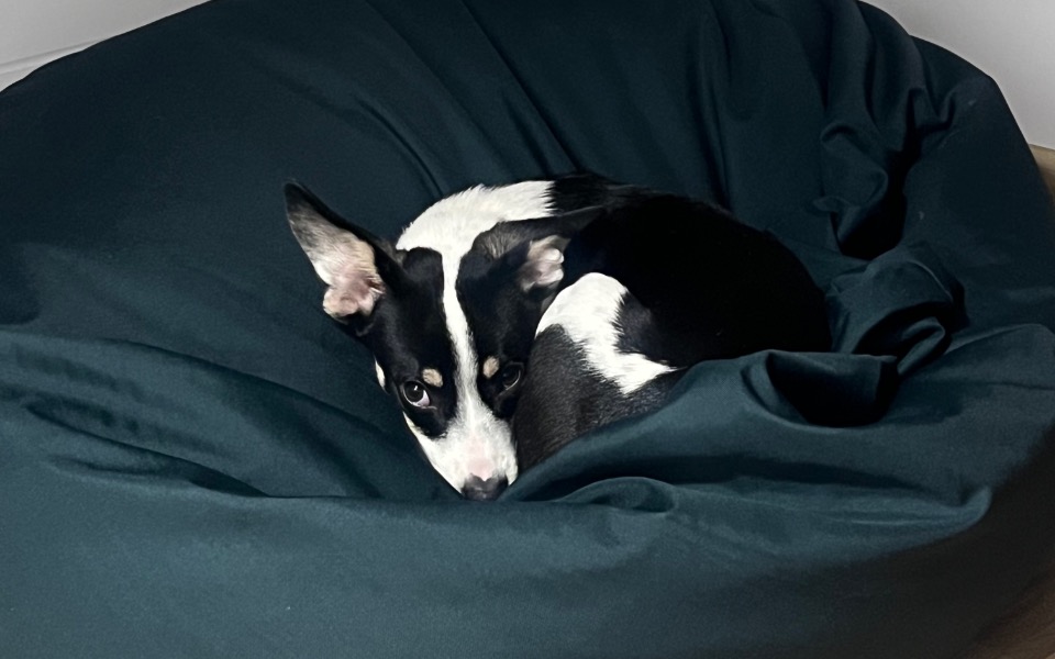 
        Zbiórka przybory dla znalezionego psiaka - zdjęcie główne
    