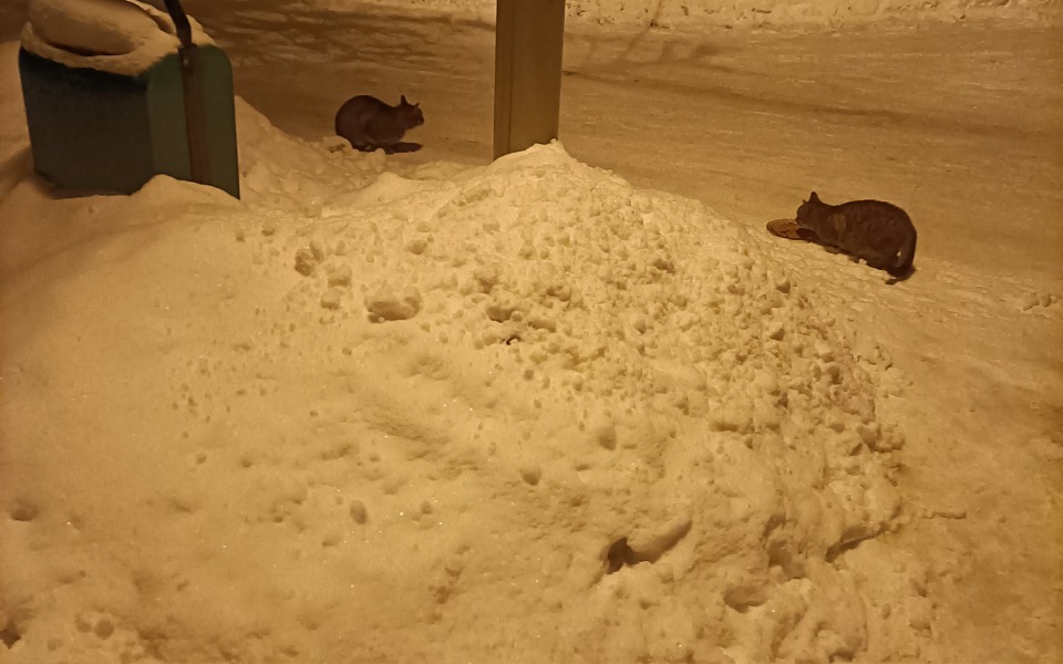 
        Zbiórka Karma-bezdomne koty Ustroń - zdjęcie główne
    