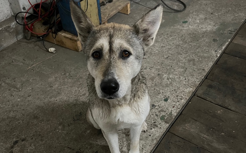 
        Zbiórka Bezdomny Pies POTRZEBNA OPERACJA - zdjęcie główne
    