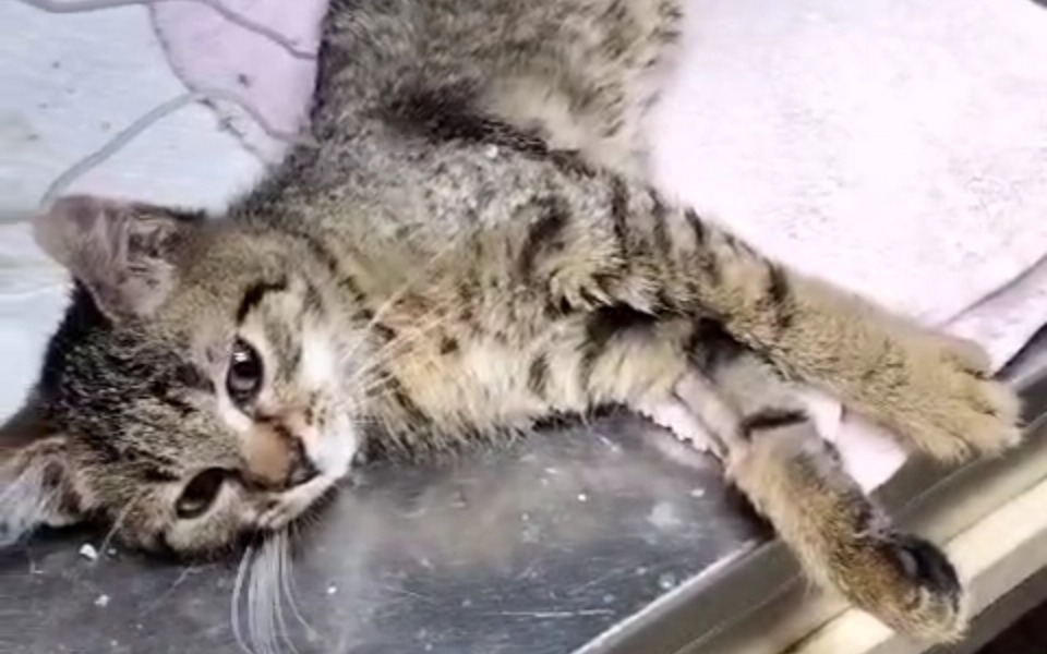 
        Zbiórka Pomozmy małym kocietom - zdjęcie główne
    