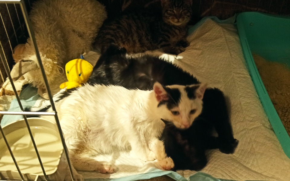 Urządzenie Braille Sense z przyciskami.