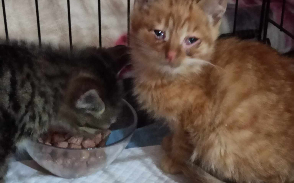 
        Zbiórka kocie biedy ze wsi, pomóż im - zdjęcie główne
    