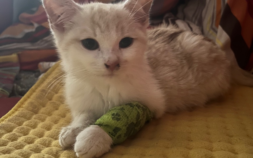 
        Zbiórka Pomóżmy dla Florka przeżyć - zdjęcie główne
    