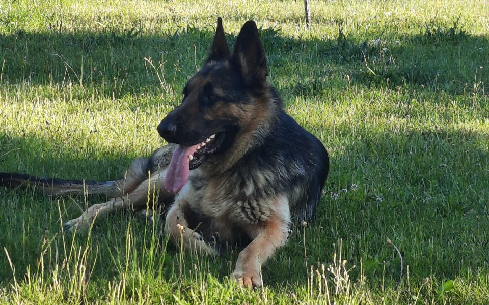 
        Zbiórka Na wyprowadzkę, opis - zdjęcie główne
    