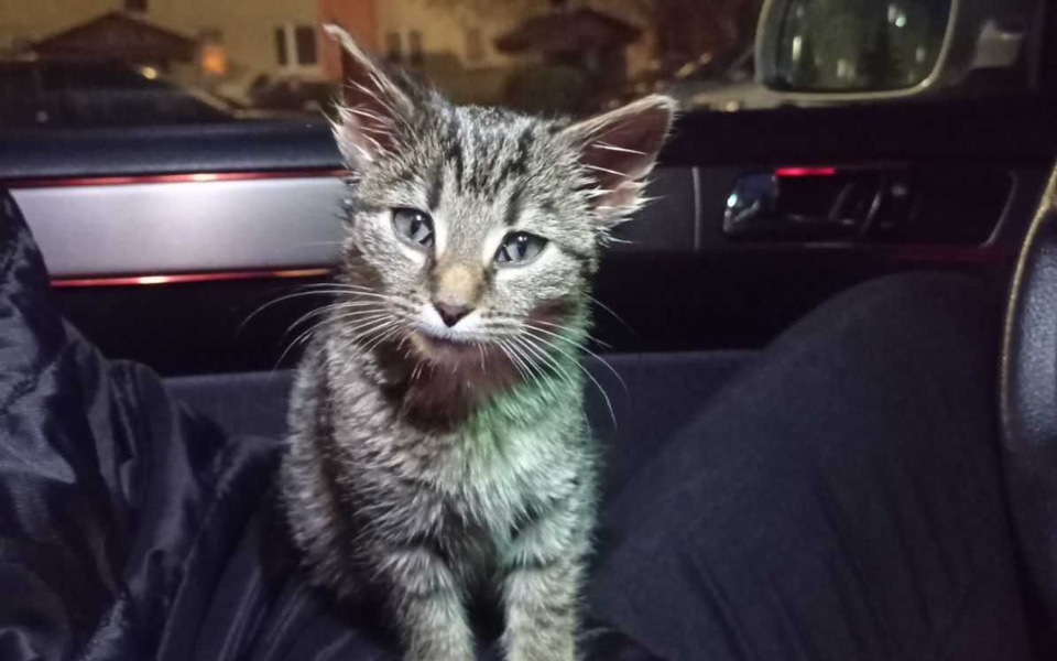 
        Zbiórka Mała kotka płakała pod blokiem - zdjęcie główne
    