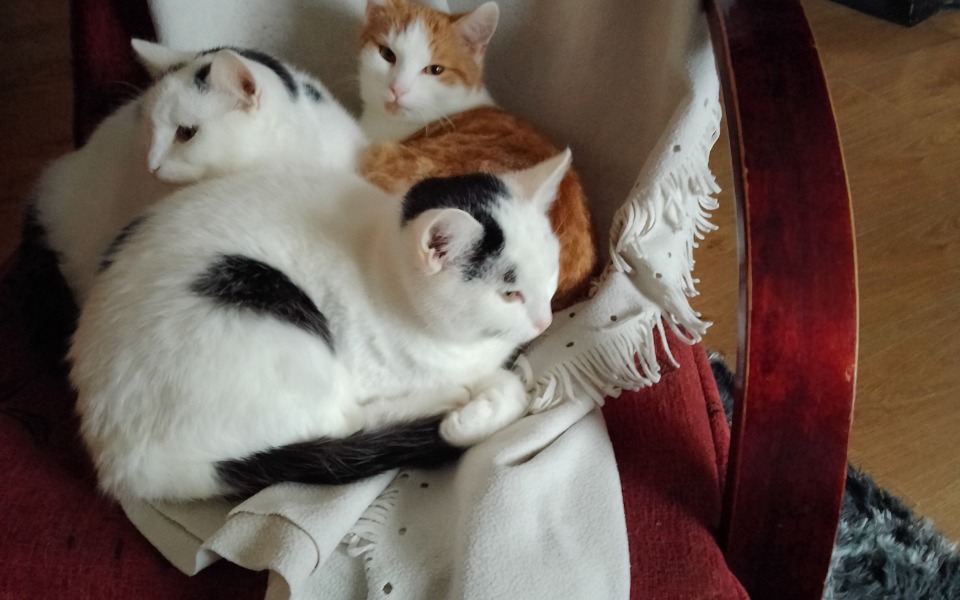 
        Zbiórka Kastracja i sterylizacja kotow - zdjęcie główne
    