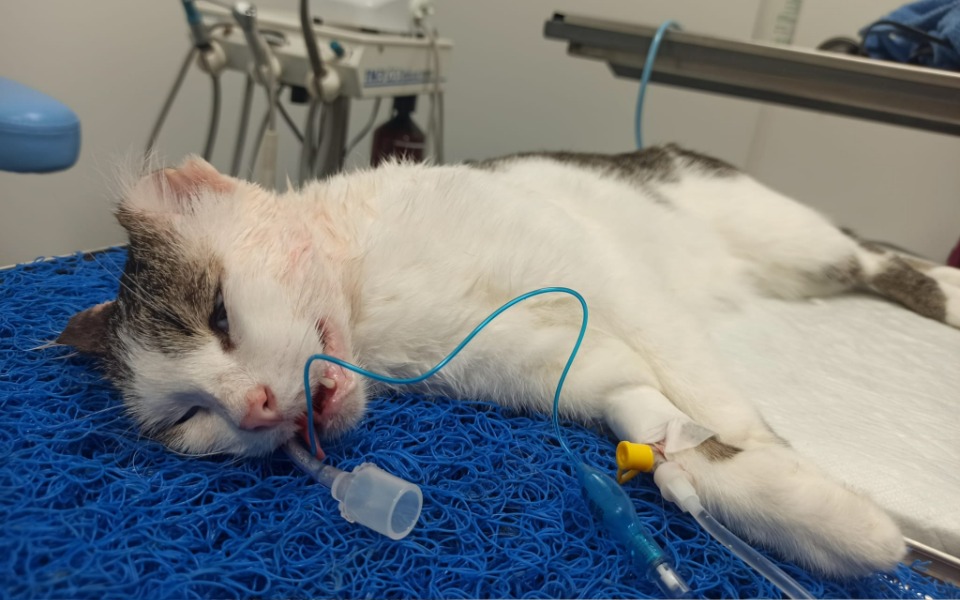 
        Zbiórka Pomoc dla Uszka - sanacja - zdjęcie główne
    