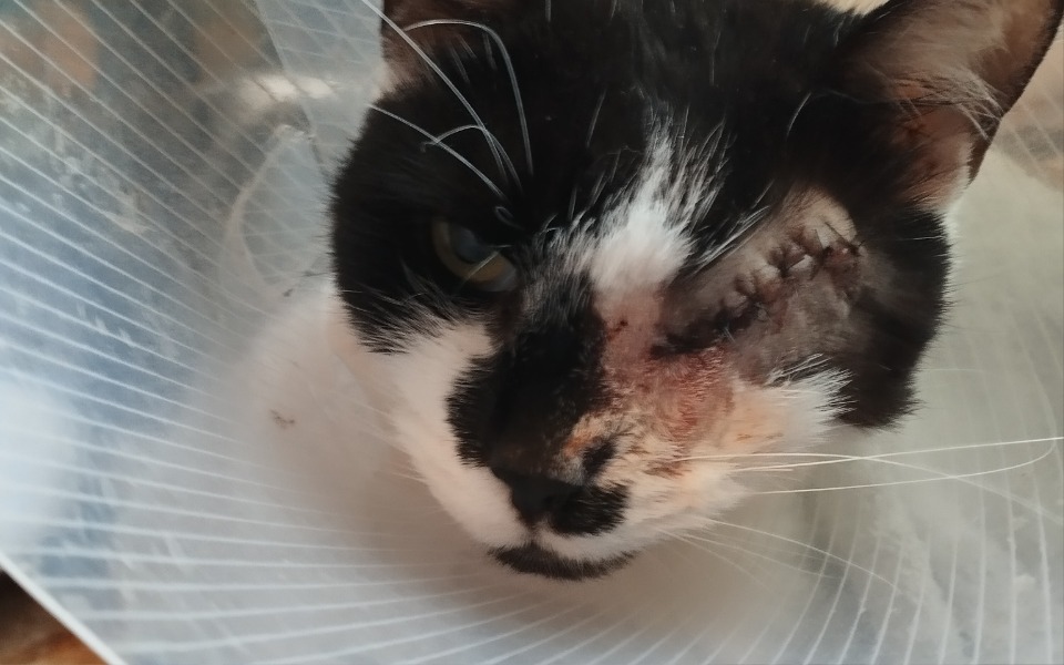 
        Zbiórka Leczenie kotki Zuzi - 5 lat - zdjęcie główne
    