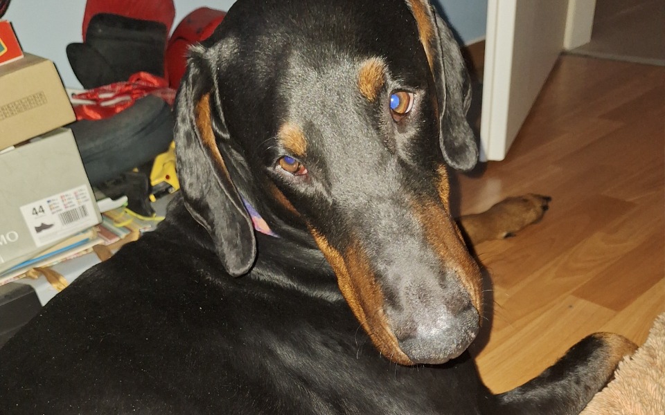 
        Zbiórka Kabuki doberman wypadek - zdjęcie główne
    