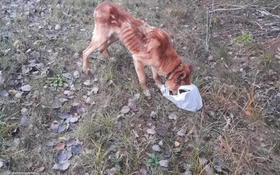 
        Zbiórka TRANSPORT psa - zdjęcie główne
    