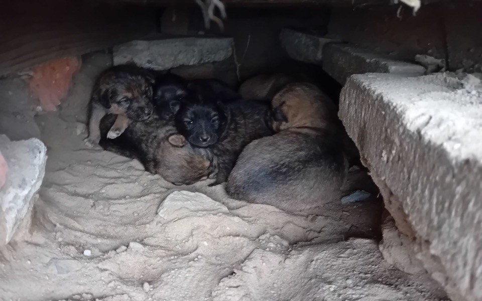 
        Zbiórka Ich życie zależne od Nas - zdjęcie główne
    