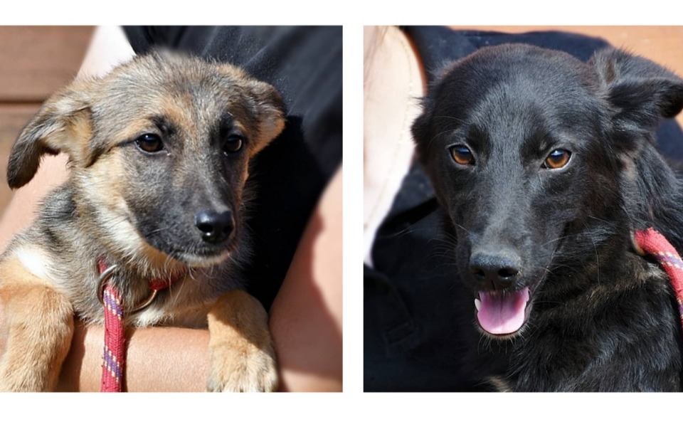 
        Zbiórka Dwie sunieczki ze schroniska - zdjęcie główne
    