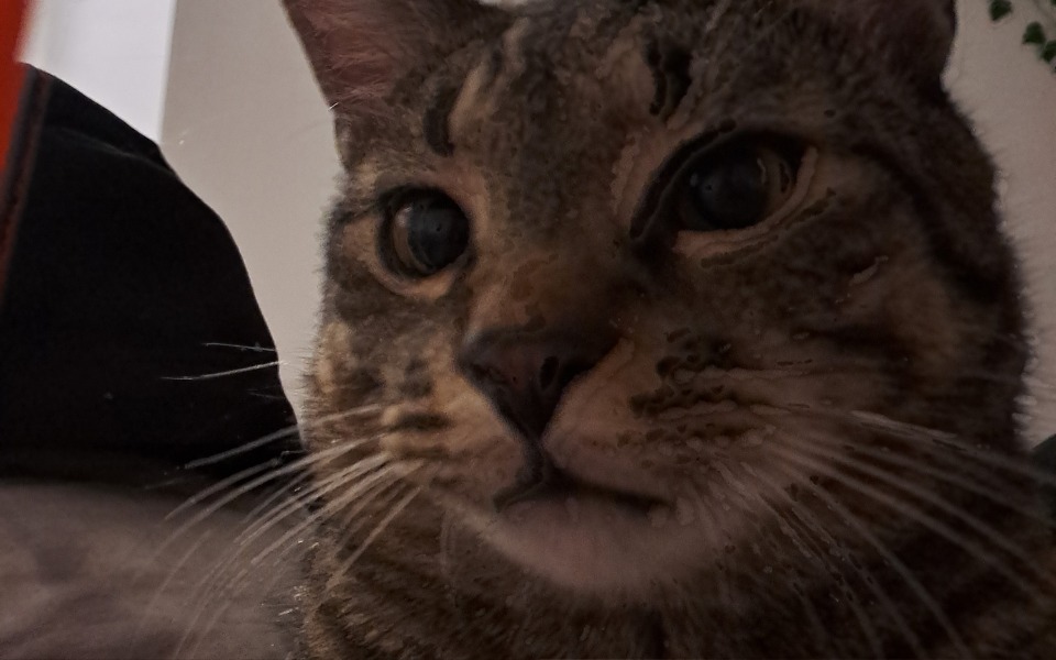 
        Zbiórka Wizyta weterynarz - zdjęcie główne
    