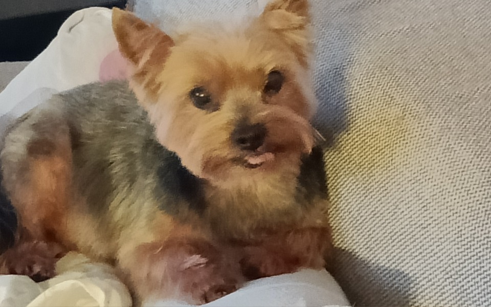 
        Zbiórka Na leczenie Riko naszego przyjac - zdjęcie główne
    