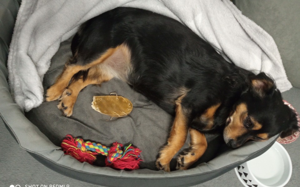 
        Zbiórka Dla Gabi na operację - zdjęcie główne
    