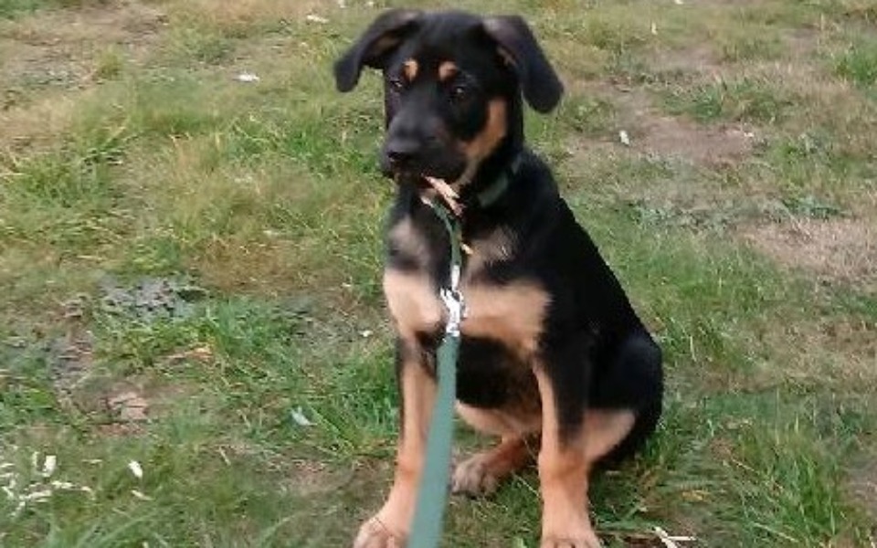 Zbiórka Serdeczne serce dla Fafika - zdjęcie główne