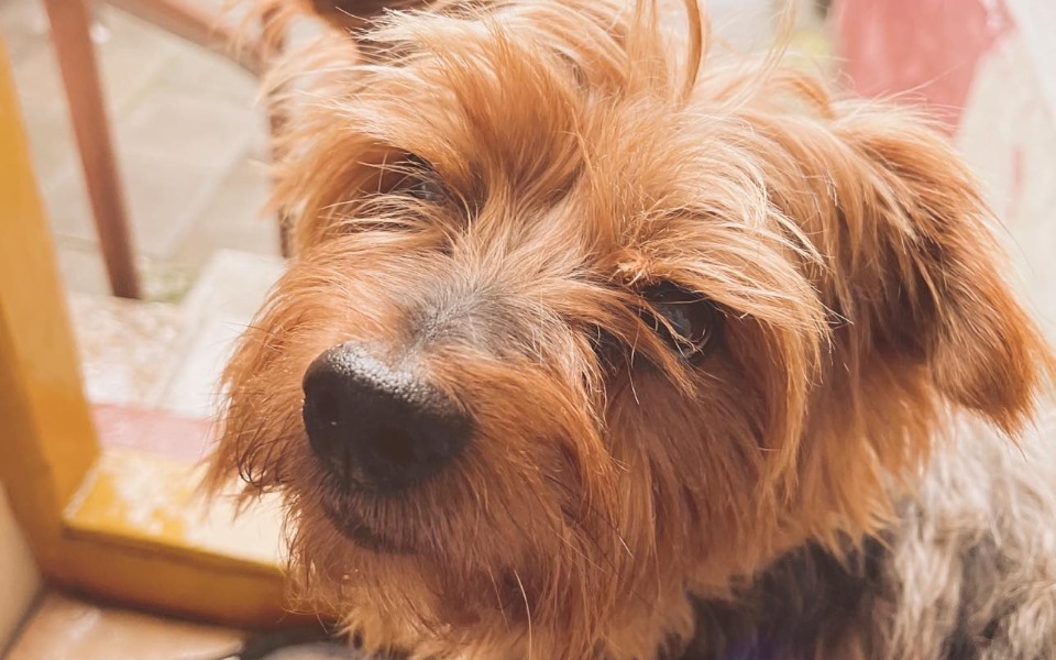 
        Zbiórka Operacja dla Sambiego - zdjęcie główne
    