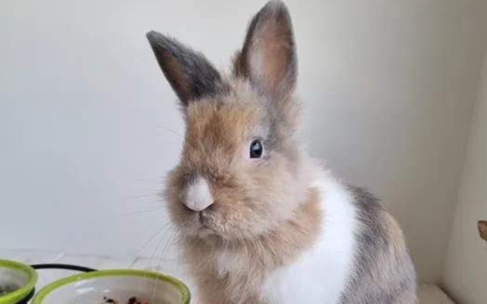 Zbiórka Kastracja króliczka Mariana - zdjęcie główne