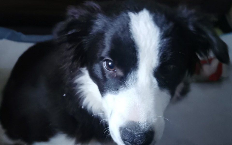 
        Zbiórka Ratujemy Lunę - zdjęcie główne
    