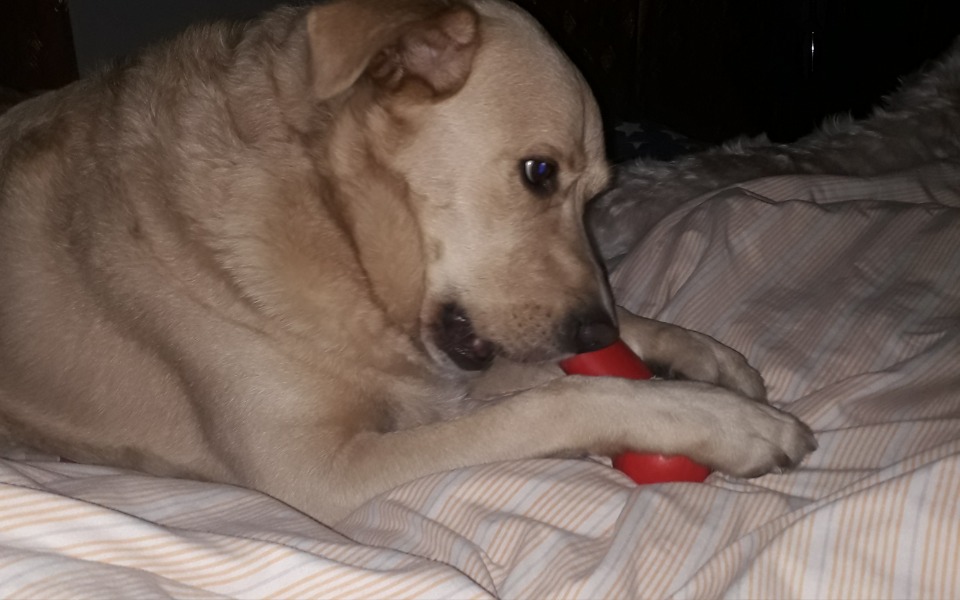 Zbiórka Leczenie Ciastka - zdjęcie główne