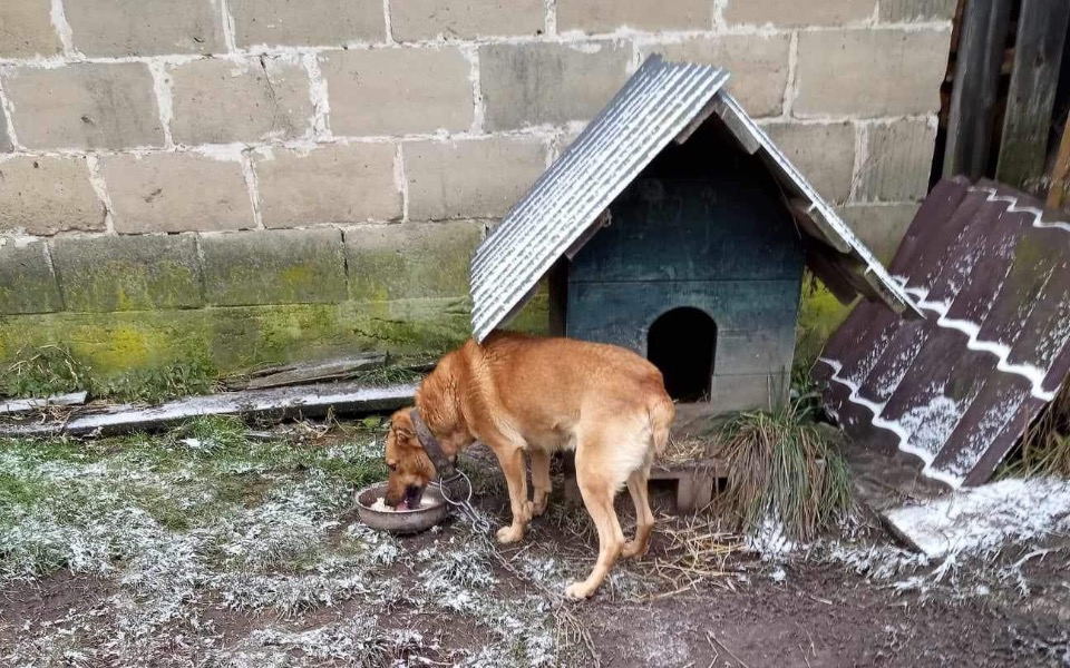 
        Zbiórka Na hotelik, transport i weta - zdjęcie główne
    