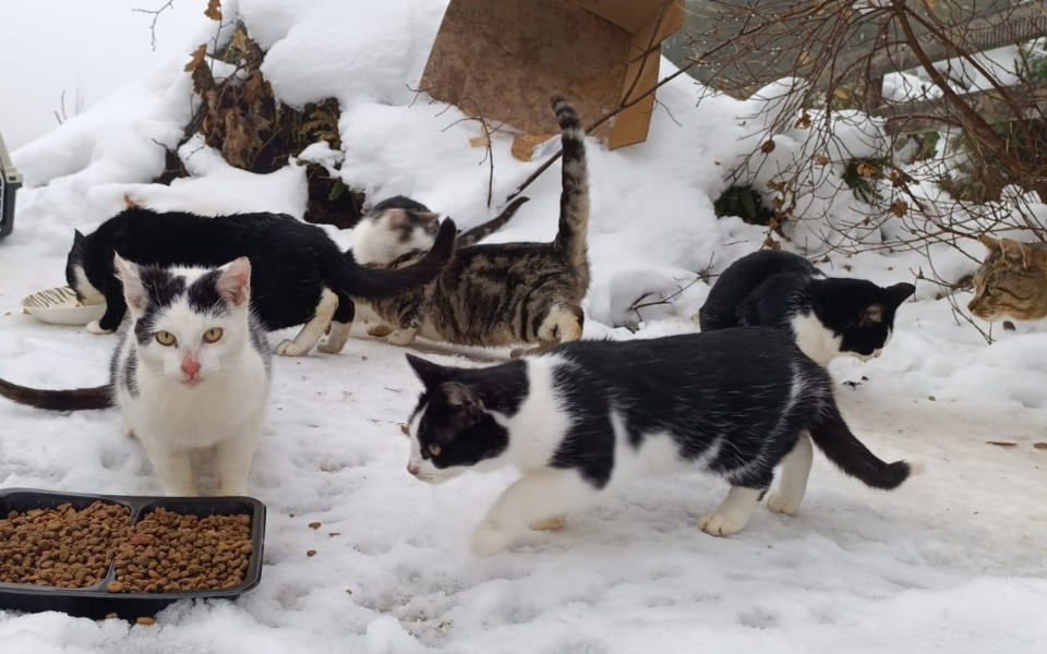 Zbiórka Kolejne stado do uratowania - zdjęcie główne