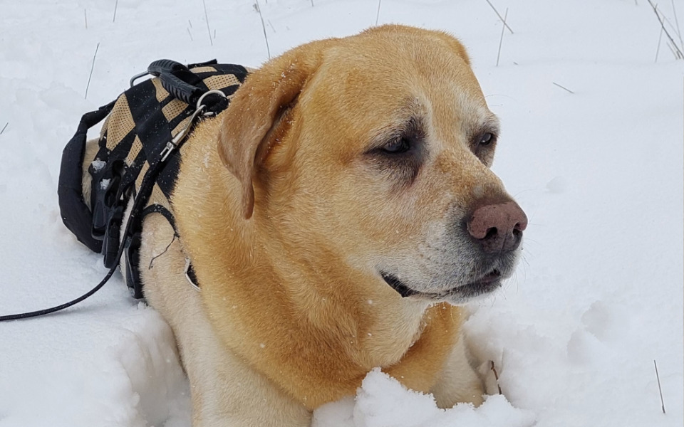 
        Zbiórka na ratunek dla Yogusia - zdjęcie główne
    