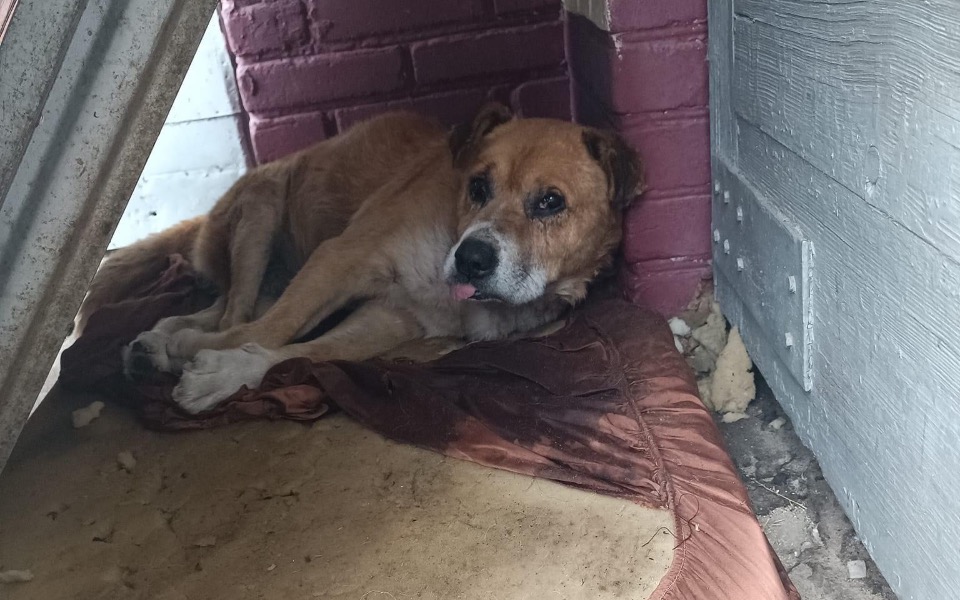 
        Zbiórka Na transport do hoteliku - zdjęcie główne
    