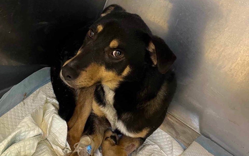 
        Zbiórka Nie chce wracać na łańcuch - zdjęcie główne
    