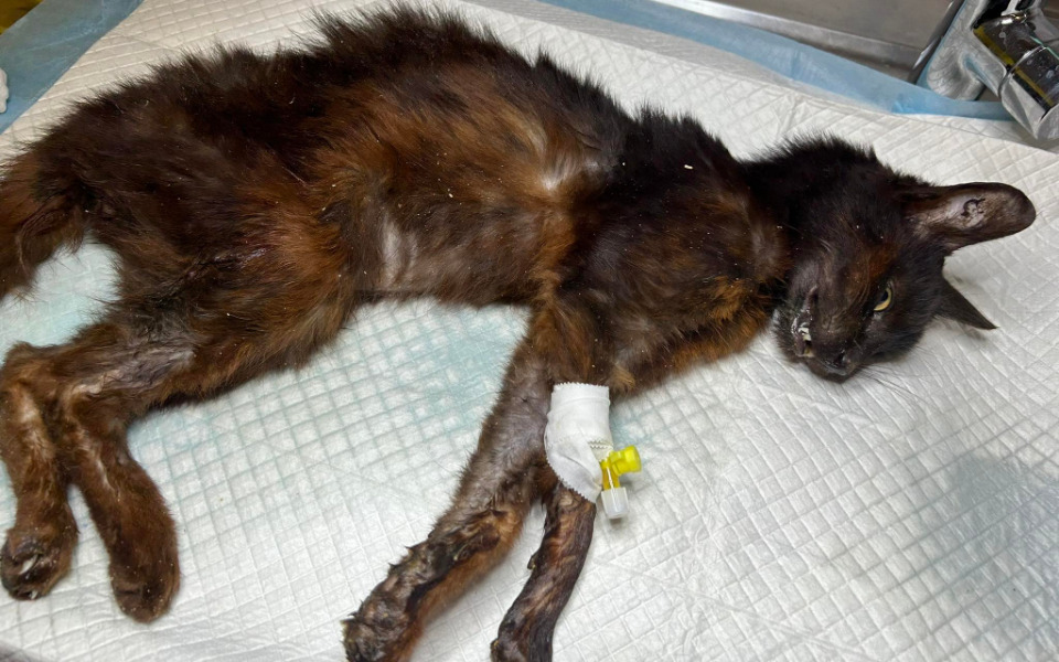 Zbiórka Szkielet w futerku - zdjęcie główne