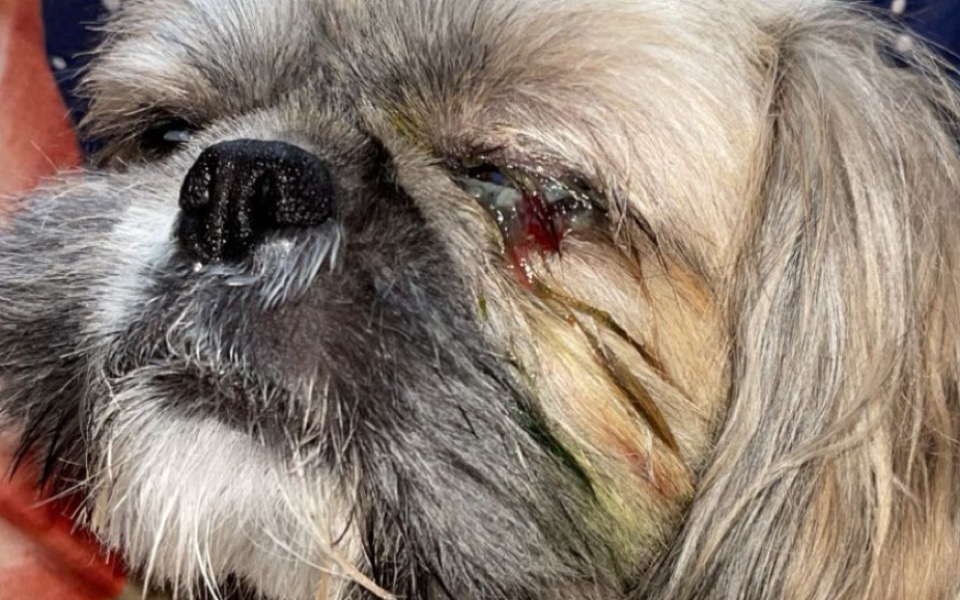 
        Zbiórka Pilna pomoc dla Fuksa - zdjęcie główne
    