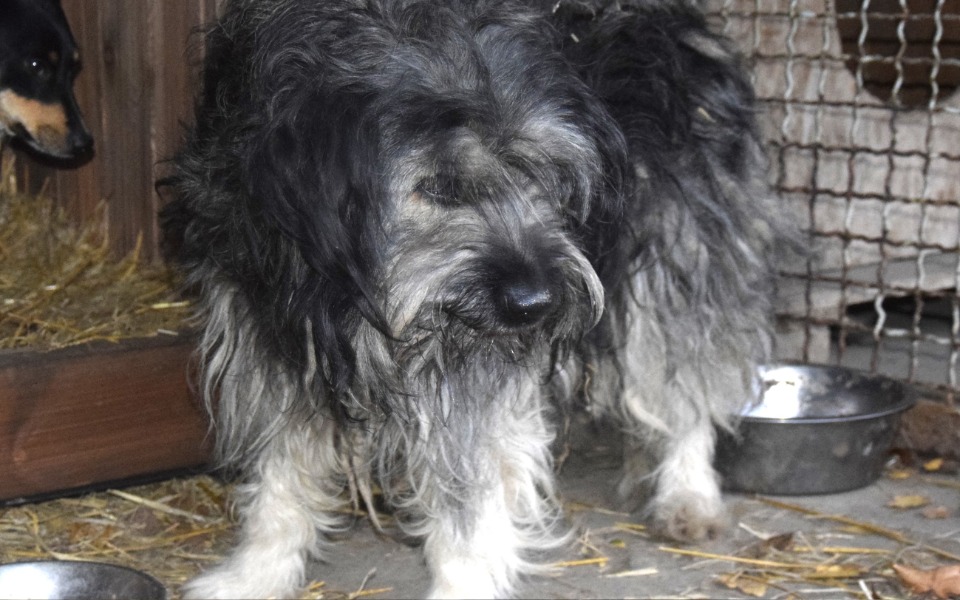 
        Zbiórka Zakończmy tułaczkę Mili. - zdjęcie główne
    