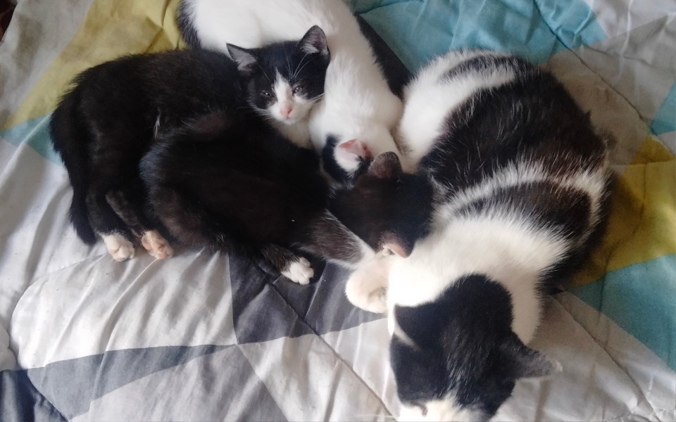 
        Zbiórka Karma dla małych kotków - zdjęcie główne
    