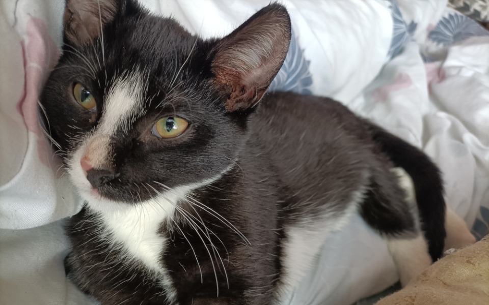 
        Zbiórka Na weterynarza i dalsze leczenie - zdjęcie główne
    