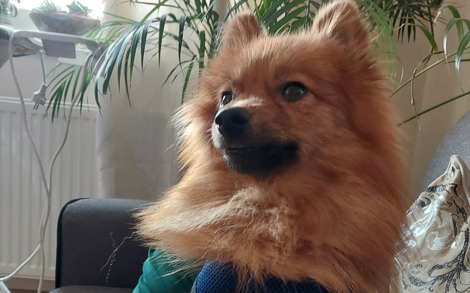 
        Zbiórka Ratowanie Życia Flokiego - zdjęcie główne
    