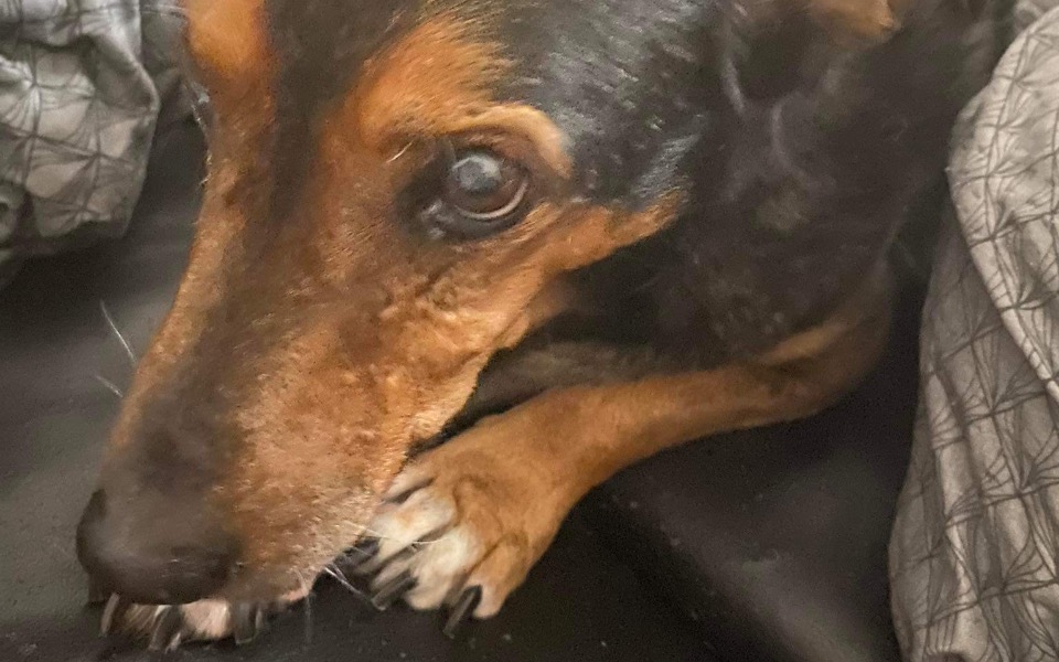 
        Zbiórka Na zapłatę faktury za leczenie - zdjęcie główne
    