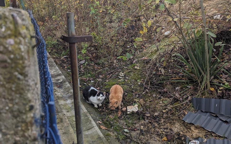 
        Zbiórka Bezdomniaki cudaki - zdjęcie główne
    