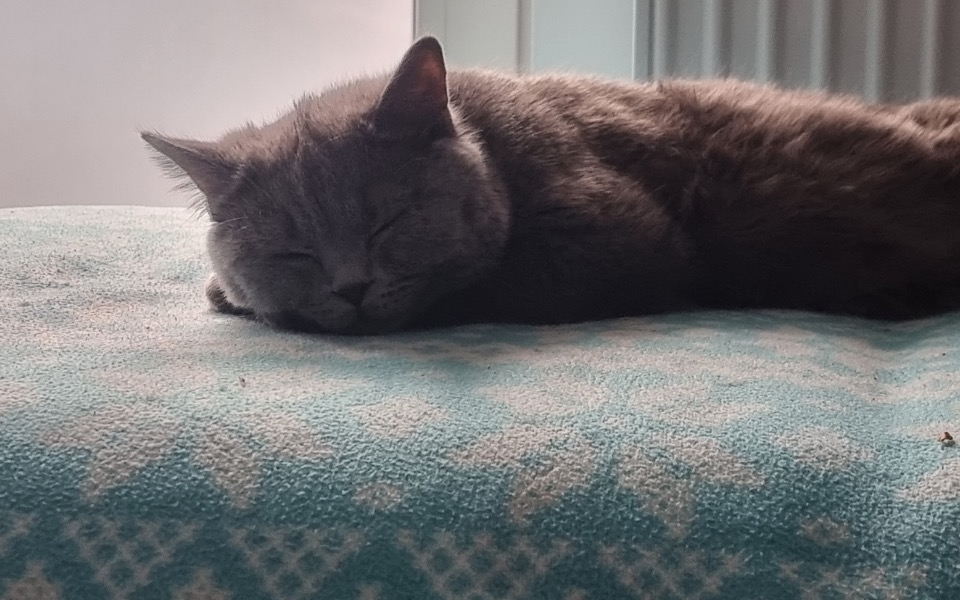 
        Zbiórka Mavi walczy o życie-FIP - zdjęcie główne
    