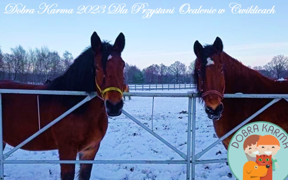 
        Zbiórka Dobra Karma na Święta 2023 - zdjęcie główne
    