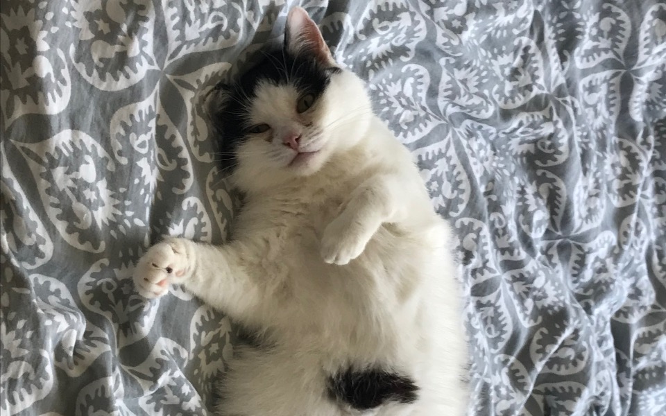 
        Kot leżący na łóżku, zrelaksowany i wesoły.
    